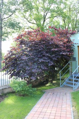 Cercis canadensis 'Forest Pansy' - zmarlika kanadská -